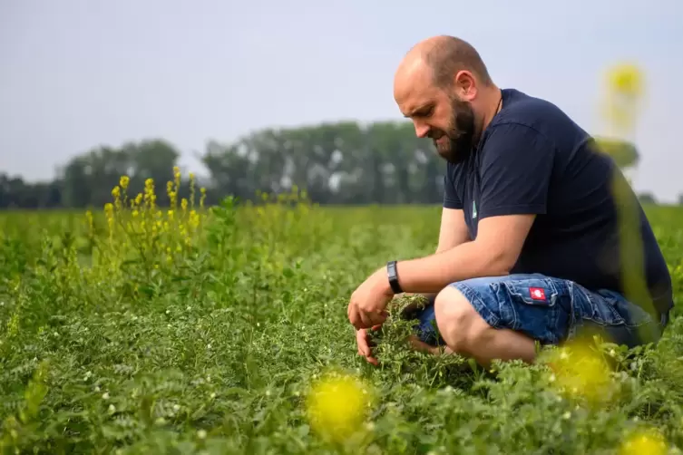 Landwirt Jonas Schulze Niehoff kontrolliert die Blüten.