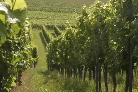 Dass der Gewürztraminer in Deutschland aus der Mode gekommen ist, hat er nicht verdient, meint Weinexperte Jürgen Mathäß.