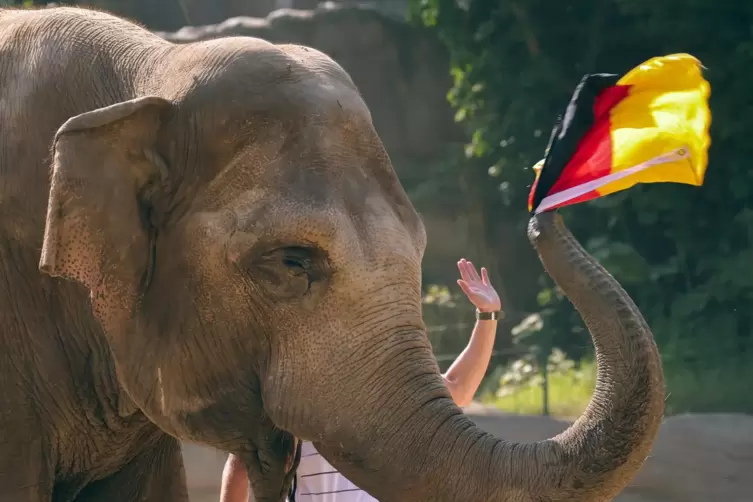 Deutschland! Der Sieg gegen Portugal geht klar, sagt diese fachkundige Elefantenkuh. Wer möchte ihr da widersprechen?