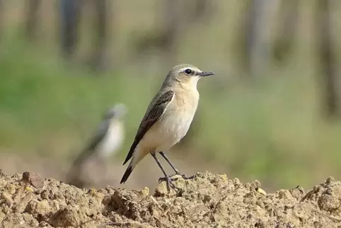 Unauffällig wirkt das Weibchen.