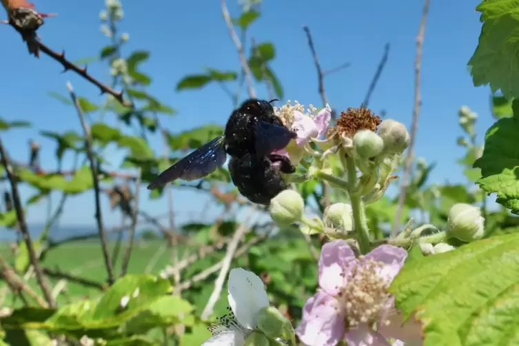 Das ist eine Holzbiene, eine der größten Wildbienen mit gut drei Zentimetern Körperlänge. Sie ist ganz schwarz. 230 Wildbienen s