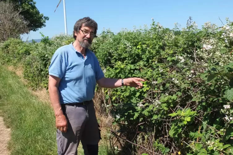 J&uuml;rgen Hass l&auml;sst Zaunr&uuml;ben und Brombeerhecke stehen, weil hier Wildbienen Nahrung finden.