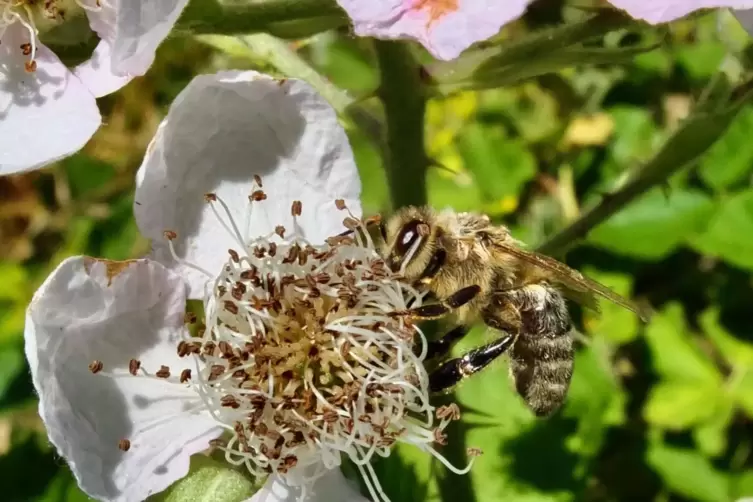 Die Konkurrenz: eine Honigbiene. Die fliegen viel weiter als Wildbienen, best&auml;uben aber vergleichsweise viel weniger Bl&uuml;ten. 