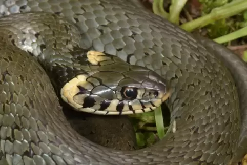 Die Gewöhnliche Ringelnatter Natrix natrix hat die Eiszeit in Mitteleuropa überlebt. Charakterristisch: die gelben Halbmonde.