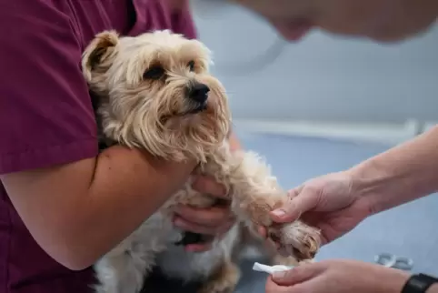  Tierhalter sollten den tierärztlichen Notdienst nutzen, um die Tierkliniken zu entlasten. 