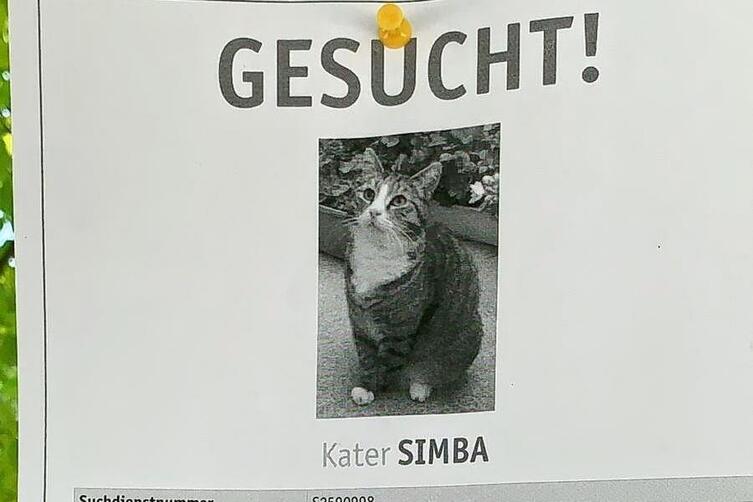 Katze Vermisst Mannheim