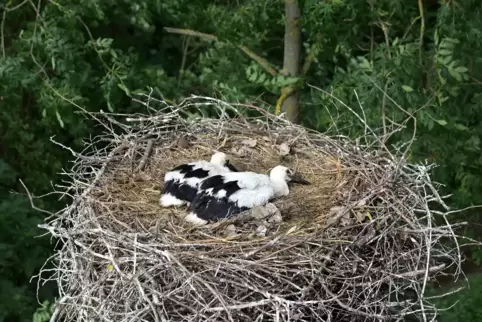 Zwei sind noch da: Vor einigen Wochen lagen noch drei Jungtiere in dem Horst. Das dritte ist wohl aus dem Nest gefallen.