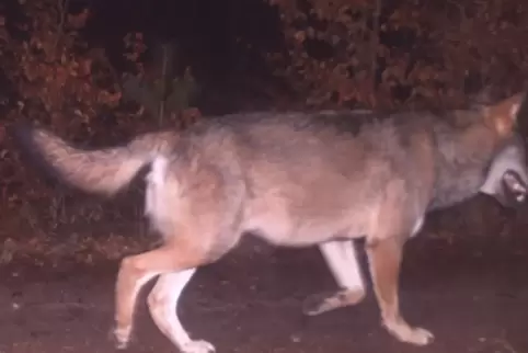 Von einer Fotofalle im März im Pfälzerwald „erwischt“: ein Wolf auf Wanderschaft. 