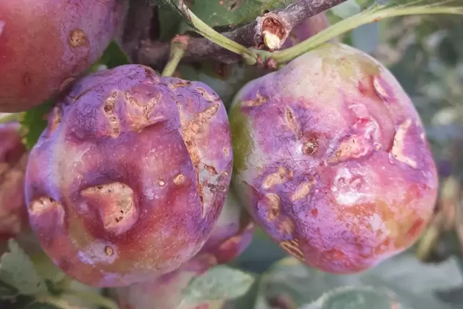 Durchlöcherte und aufgeplatzte Früchte nach den Hagelschauern und Schimmel, der sich an den verletzten Stellen bildet: Obstbauer