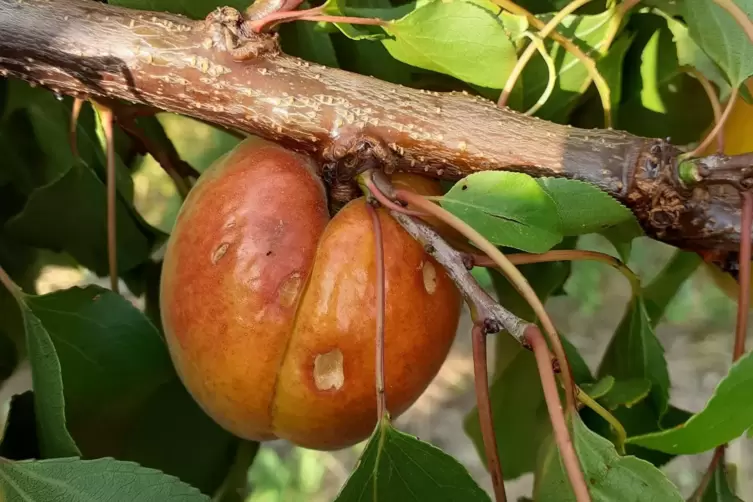 Sie sind dan vielen Fr&uuml;chten zu sehen. 