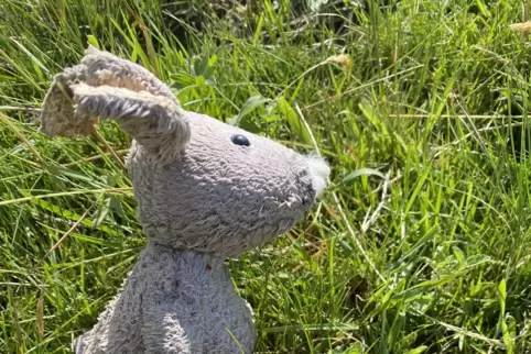  Maus Eddi will zurück nachhause. Wer vermisst das Kuscheltier? 