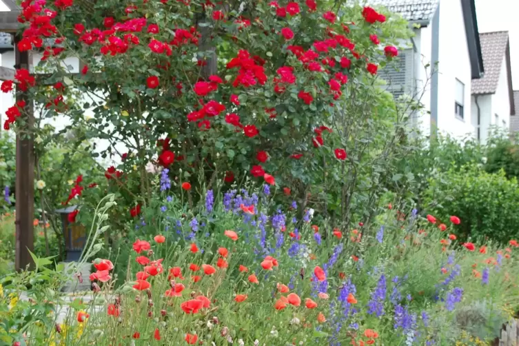 Blumenwiese: Der Mohn bl&uuml;ht dort in verschiedenen Farben.