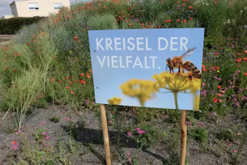 Der Kreisel als Insektenparadies, auf dem es summt und brummt. 