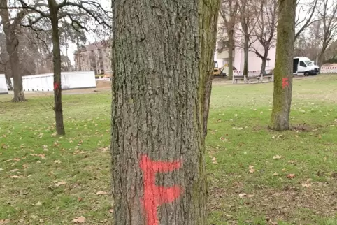Fläche im Kastanienweg: Bäume sind seit Januar für eine Fällung markiert, werden von der Stadt aber bisher geschont. 