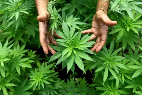 257 Cannabis-Pflanzen wurden von den Senioren in Oggersheim gepflegt.