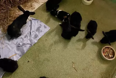 Um 25 Kaninchen erhöhte sich der Tierbestand im Pirmasenser Tierheim in der Nacht zum Donnerstag. Die Tiere wurden im Wald bei L