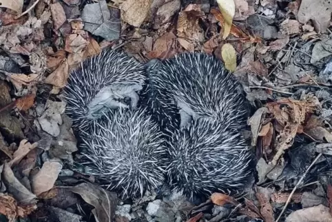 Gerettet: Fünf Igel-Jungtiere auf einer Speyerer Baustelle. 