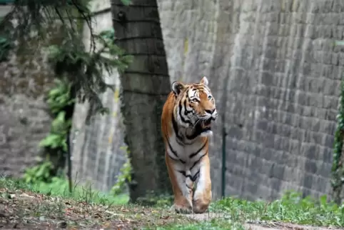 Tiger Igor im Landauer Zoo ist schon 14 Jahre alt. 