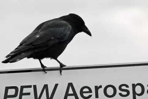 Rabenvogel vor grauem Himmel im PFW-Eingangsbereich: Standort am Neuen Rheinhafen.