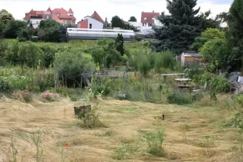 Wachsen und gedeihen: Auf dem Grundstück an der Stadtmauer hat sich die Natur ihren Platz genommen. 