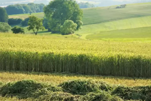 Im Vordergrund liegt die ertragreiche Luzerne für die Silagemiete. Neben dem Kleefeld steht der gut entwickelte grüne Weizen und
