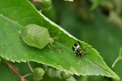 Die Grüne Reiswanze als ausgewachsenes und als junges Tier (Nymphe). Forscher wollen biologische Pflanzenschutzstrategien gegen 