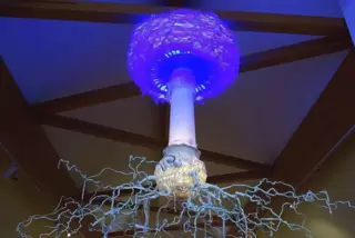 Ins Licht setzt Fritz Eicher das verzweigte Leben des Pilzes.
