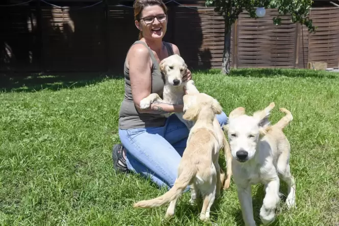 Auch diese drei jungen Golden Retriever sind bei Simone Jurijiw und ihrem Team im Tierheim gelandet. Auch diese drei jungen Golden Retriever sind bei Simone Jurijiw und ihrem Team im Tierheim gelandet.