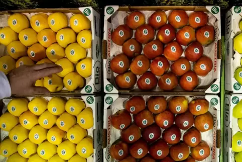 Zwei Paletten mit Obstkisten waren das Objekt der Begierde. 
