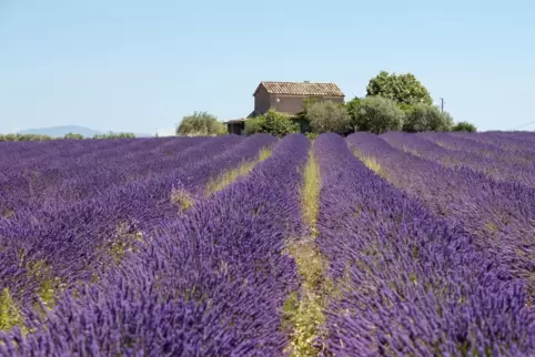 Lavendel gehört untrennbar zur Provence. In Pirmasens wird es demnächst einen Cocktail mit Lavendel geben. 