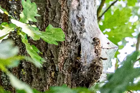 In der Erdekaut hat man ein paar kleine Nester des Schädlings gefunden.