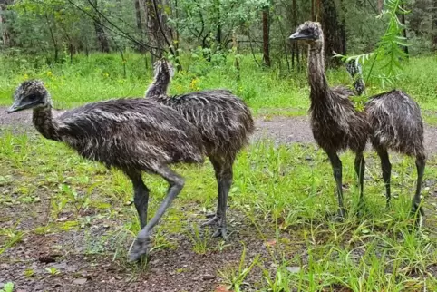 Ausgebüxt: Emus im Haßlocher Wald 
