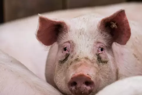 Für Schweine ist das Virus in der Regel tödlich. 