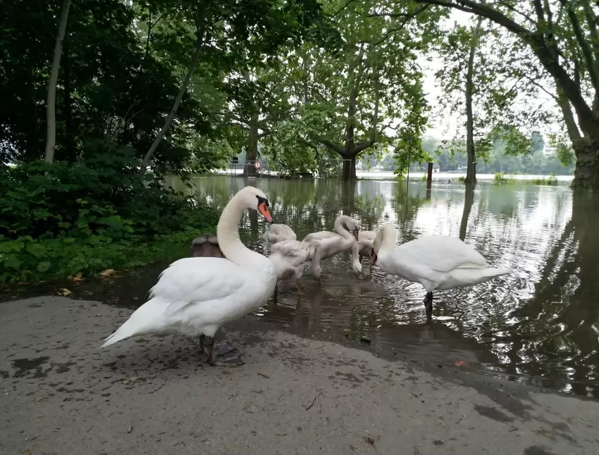 Der Ludwigshafener Stadtpark war am Samstagvormittag teilweise überschwemmt.