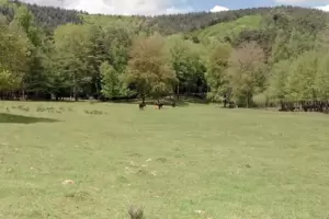 Sind nur von weitem zu sehen: die Auerochsen.