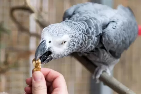 Die Zeiten, in denen im Heßheimer Vogelpark Papageien zu sehen waren, sind vorbei. 