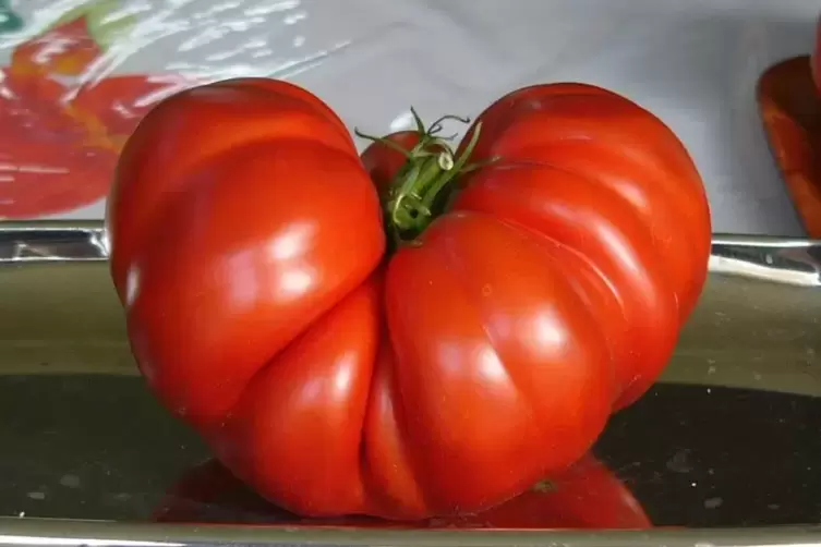 Bringt 880 Gramm auf die Waage: diese Fleischtomate. 