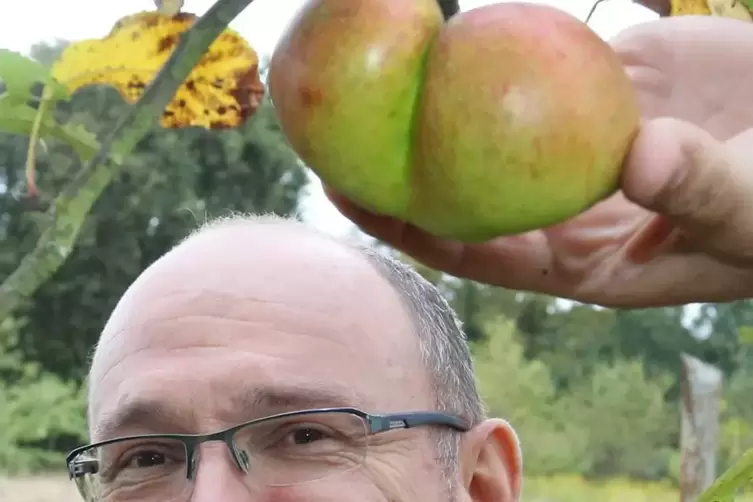 Zeigt den &bdquo;herzigen Popo-Apfel&ldquo;: Peter Uhrig aus Speyer.