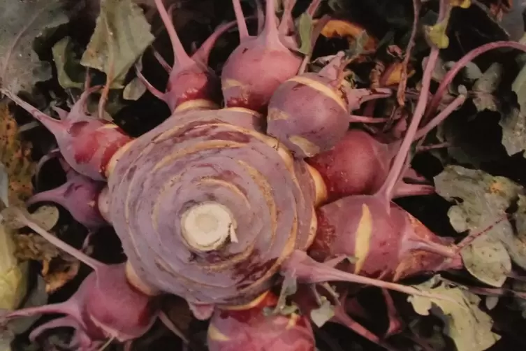 Kurios gewachsen: diese Kohlrabi mit &bdquo;Kindern&ldquo;. 