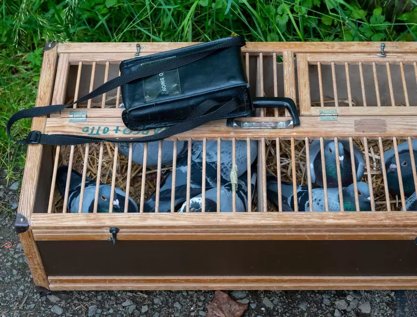 Mehrere Tauben in der Transportbox.