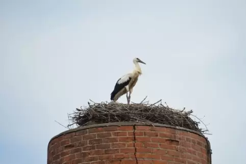 Sie oder er ist der erste Jungstorch auf dem Schornstein des Gutshofs Ziegelhütte seit über 50 Jahren. 