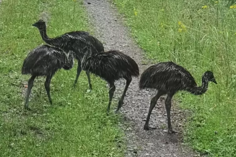 Abenteuerlustig: die vier Emus im Haßlocher Wald. 