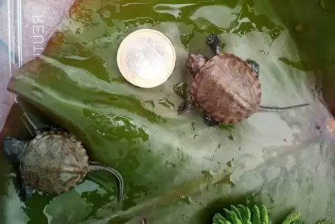 Nicht größer als eine 1-Euro-Münze: Sumpfschildkröte. 