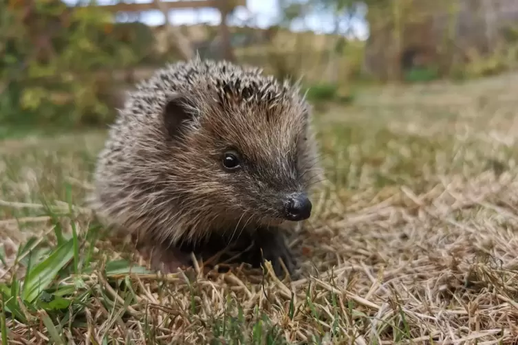 Gefahr lauert im eigenen Zuhause: Igel fallen oft Mährobotern in Gärten zum Opfer. 