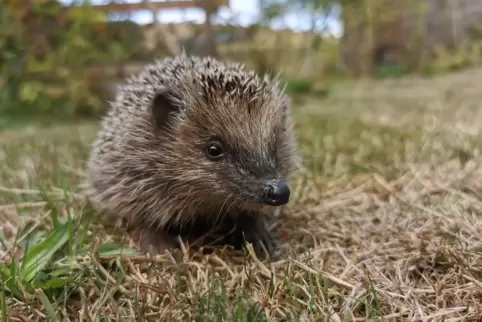 Gefahr lauert im eigenen Zuhause: Igel fallen oft Mährobotern in Gärten zum Opfer. 