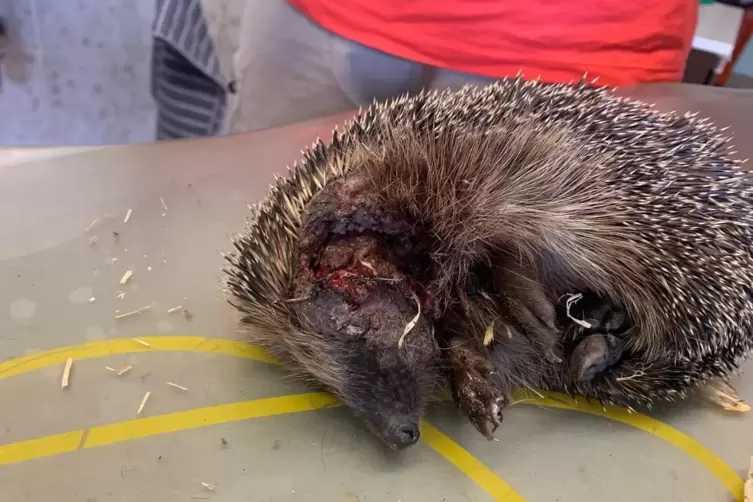 Der verletzte Igel aus dem Garten von Sylvia Schwambach. 