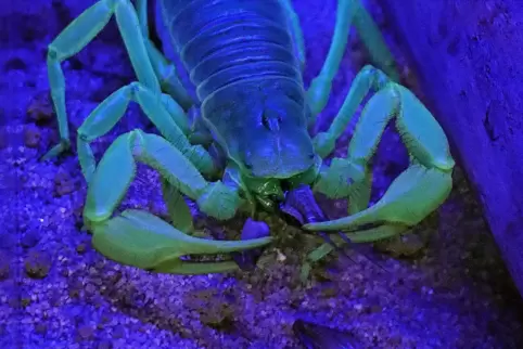 Haariger Wüstenskorpion beim Fressen 
