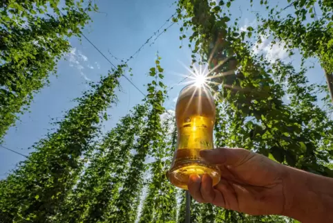 Der weltgrößte Hopfenhändler aus Nürnberg Barth Haas erwartet für 2021 wieder einen steigenden Bierausstoß. 