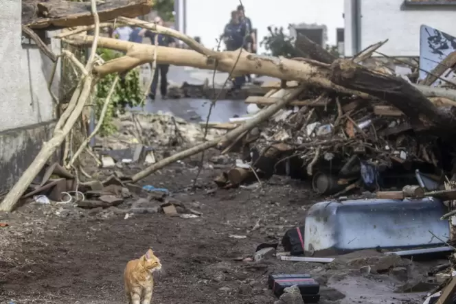 Der kleine »Tiger« im vom Hochwasser besonders betroffenen Ort Schuld bei Adenau hatte Glück im Unglück – er hat überlebt. Viele