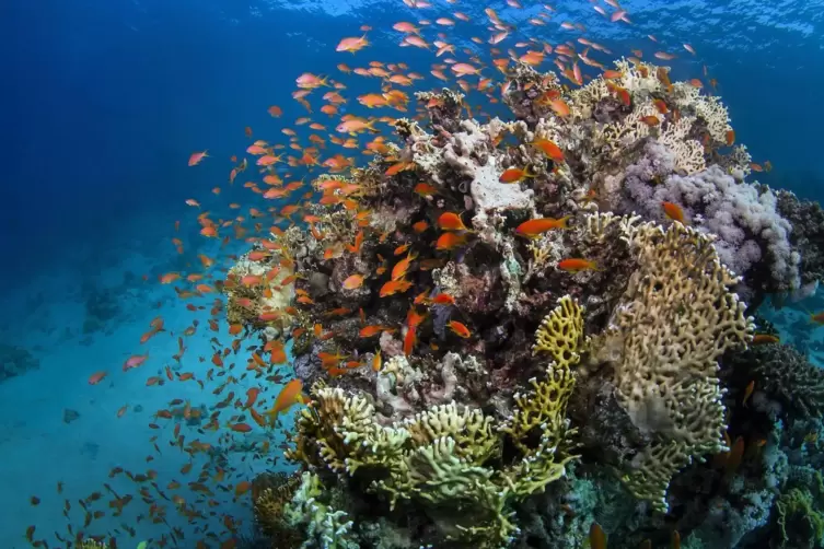 Auch der Fortbestand von Korallenriffen ist durch den Klimawandel bedroht.